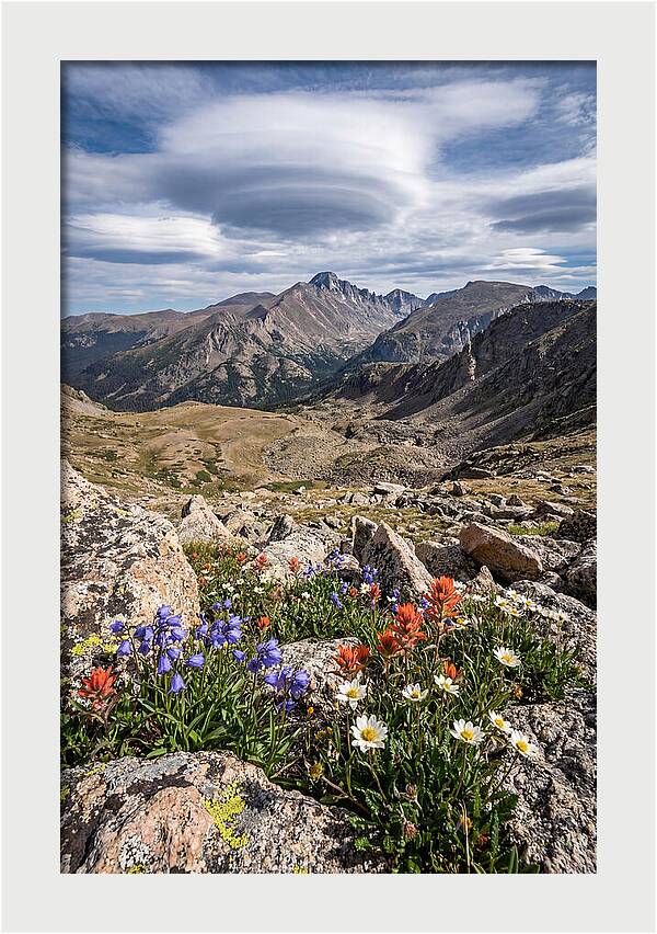 Mountain Blooms Above Treeline