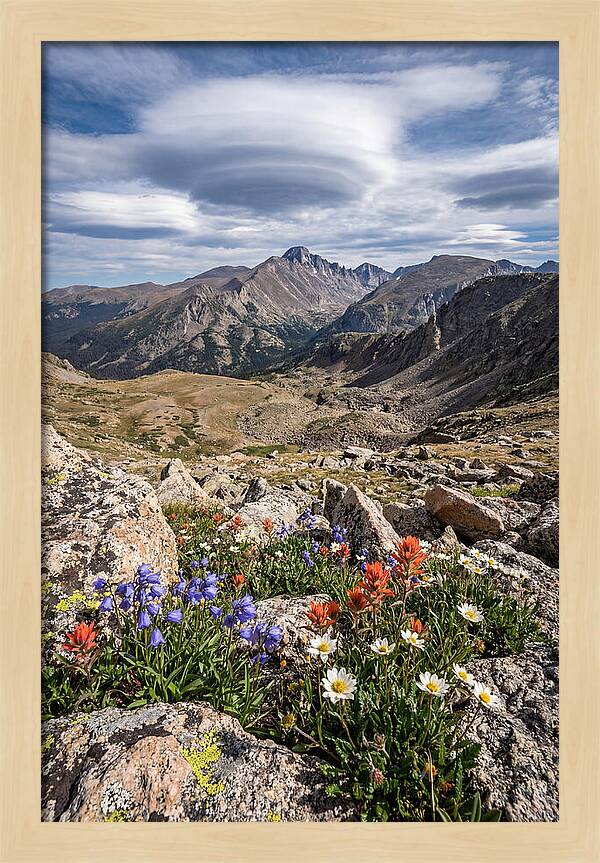 Mountain Blooms Above Treeline