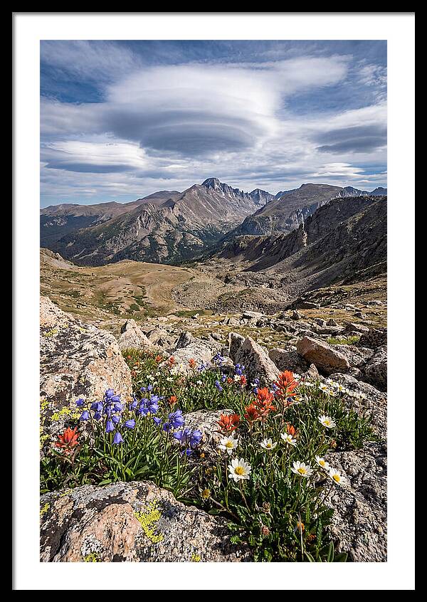 Mountain Blooms Above Treeline