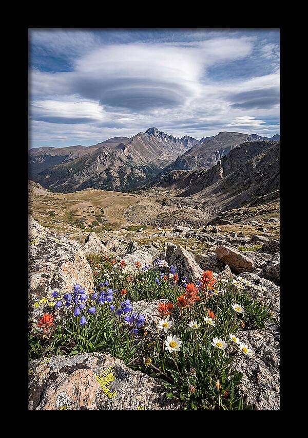Mountain Blooms Above Treeline