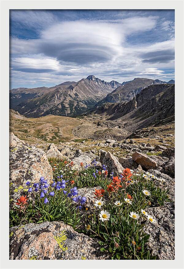 Mountain Blooms Above Treeline