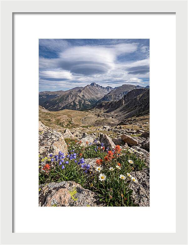 Mountain Blooms Above Treeline