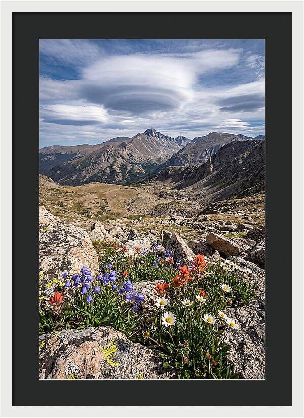Mountain Blooms Above Treeline