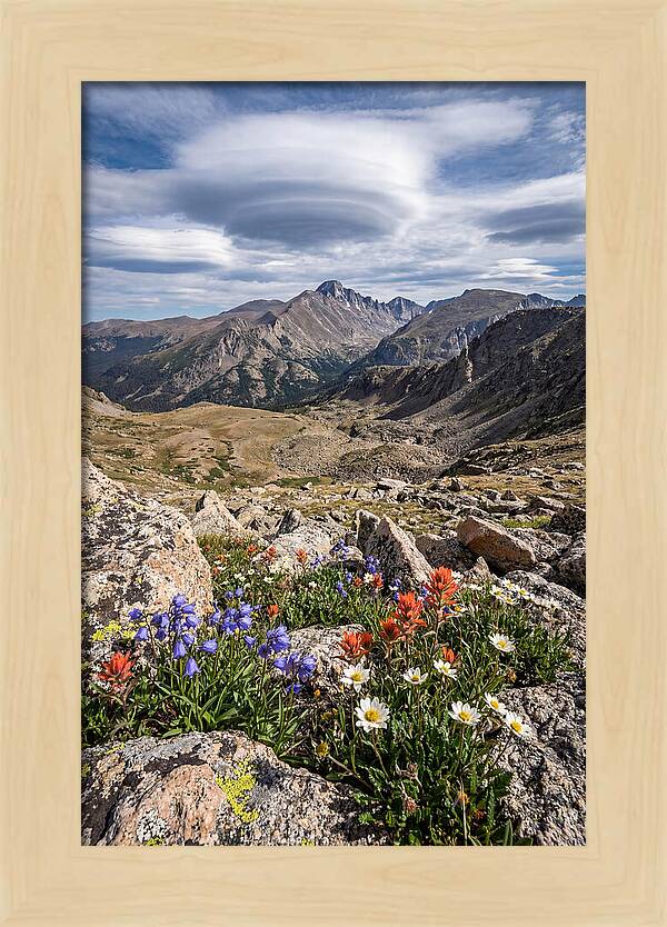 Mountain Blooms Above Treeline