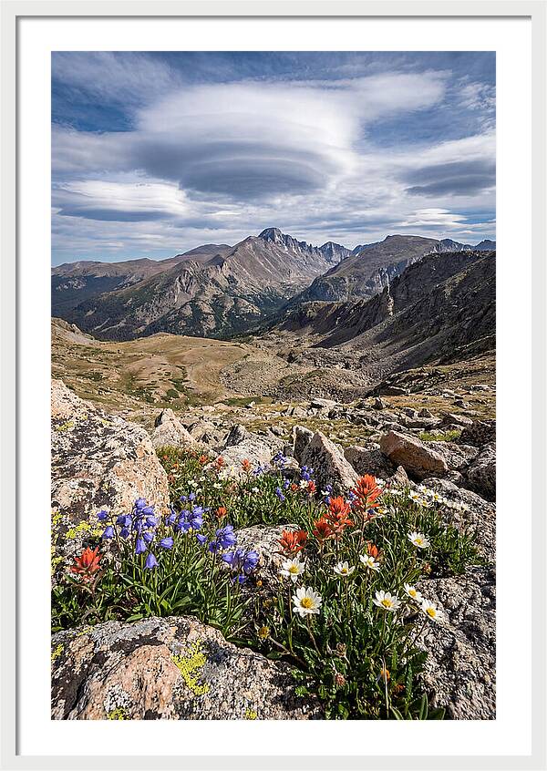 Mountain Blooms Above Treeline