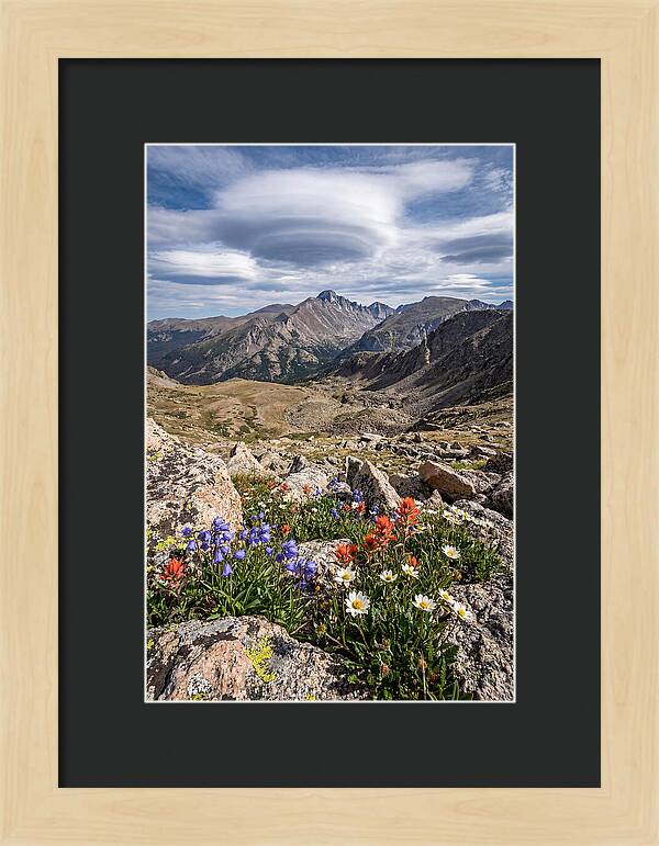 Mountain Blooms Above Treeline