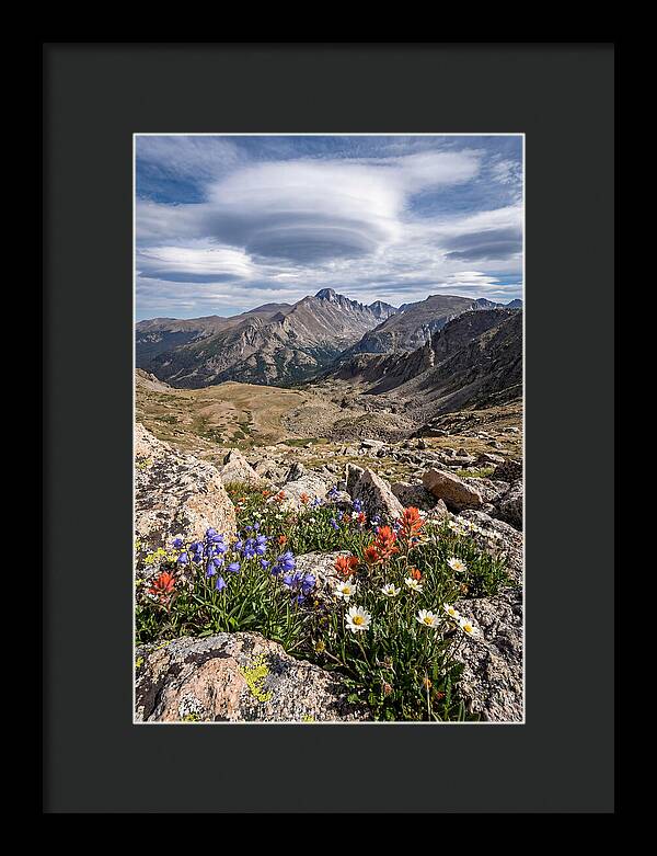 Mountain Blooms Above Treeline