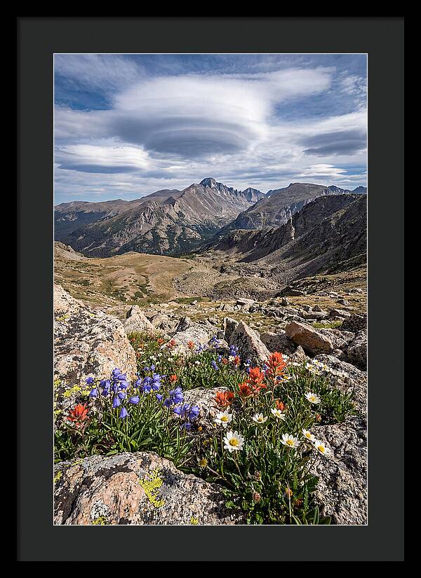 Mountain Blooms Above Treeline