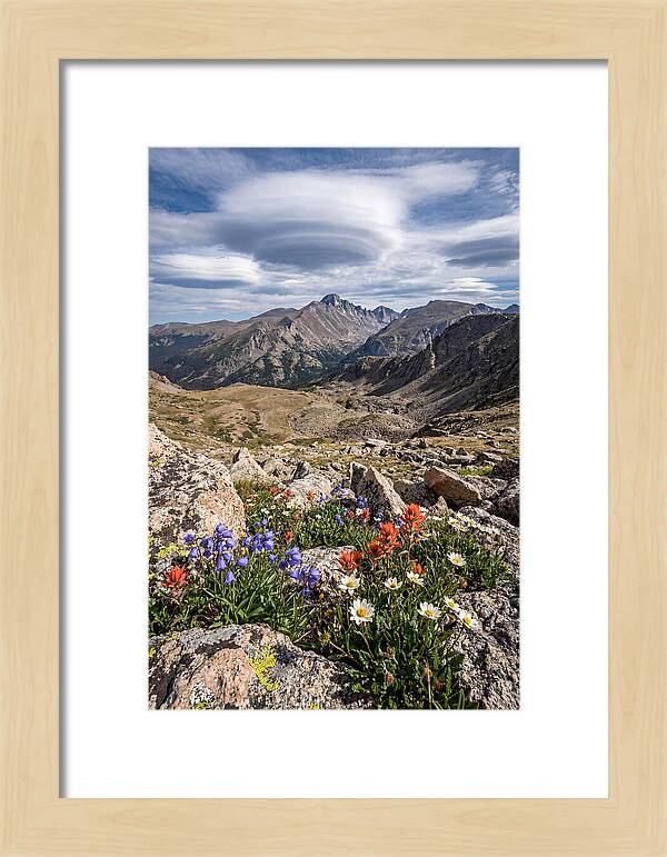 Mountain Blooms Above Treeline