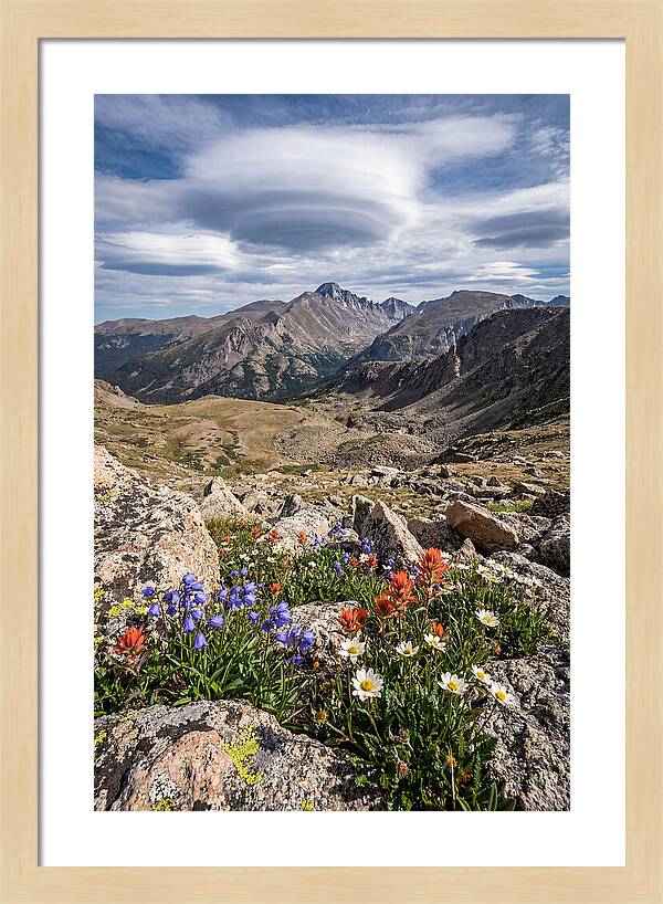 Mountain Blooms Above Treeline