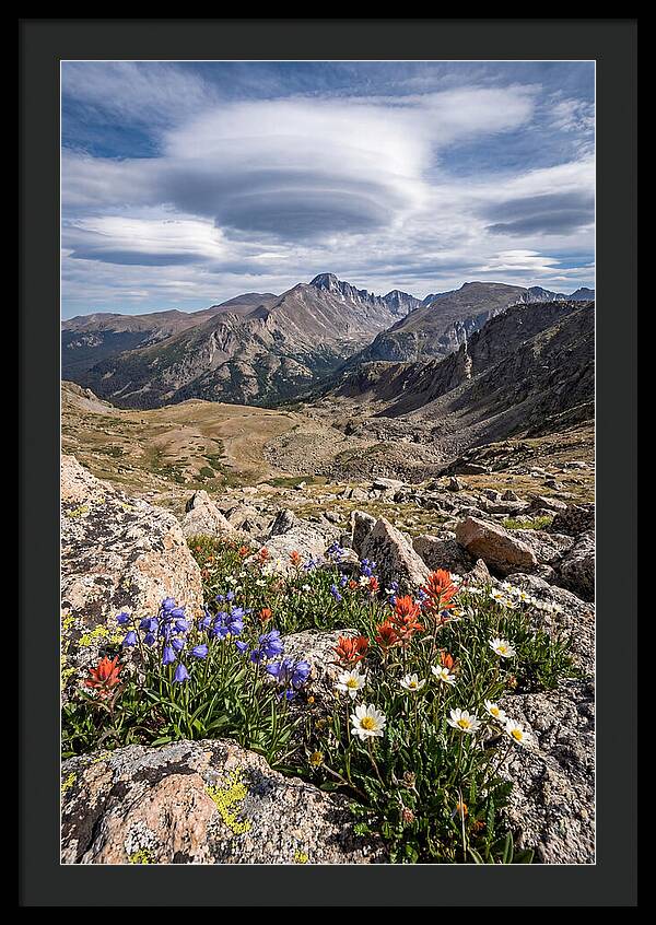 Mountain Blooms Above Treeline