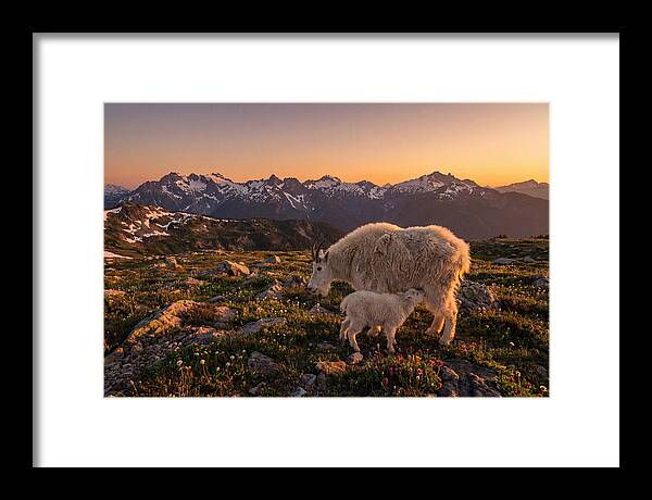 Mountain Goat And Kid At Sunset