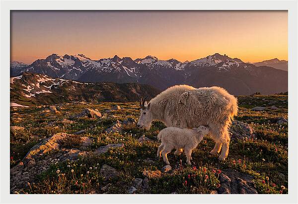 Mountain Goat And Kid At Sunset