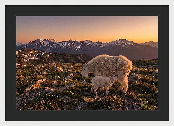Mountain Goat And Kid At Sunset
