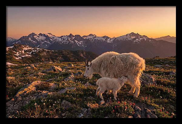 Mountain Goat And Kid At Sunset