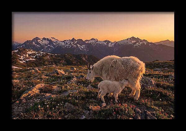 Mountain Goat And Kid At Sunset