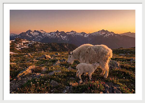 Mountain Goat And Kid At Sunset