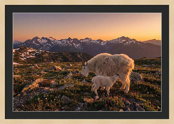 Mountain Goat And Kid At Sunset