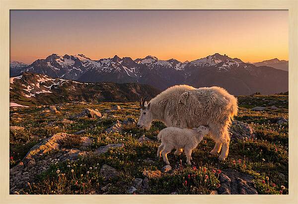 Mountain Goat And Kid At Sunset