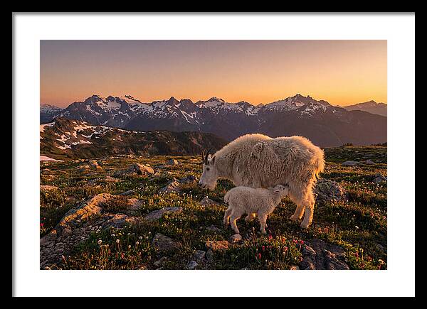 Mountain Goat And Kid At Sunset