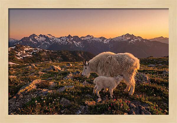 Mountain Goat And Kid At Sunset