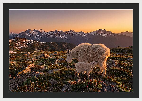 Mountain Goat And Kid At Sunset