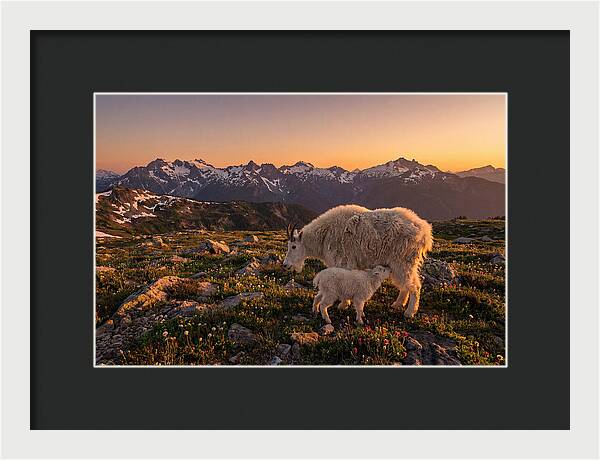Mountain Goat And Kid At Sunset