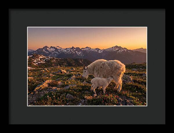 Mountain Goat And Kid At Sunset