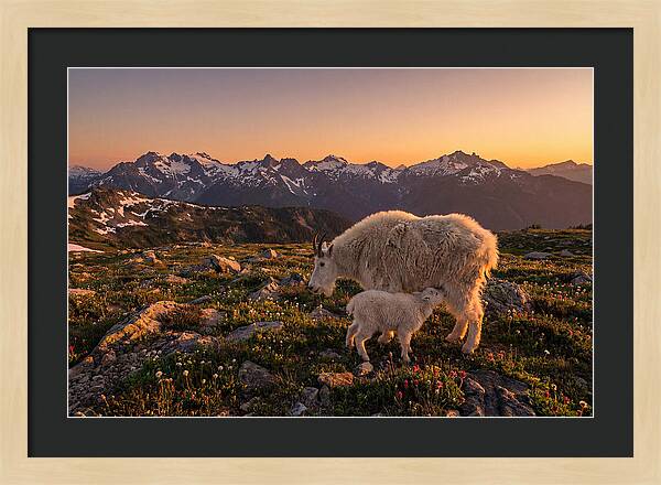 Mountain Goat And Kid At Sunset