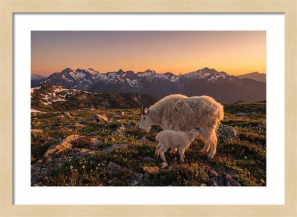 Mountain Goat And Kid At Sunset