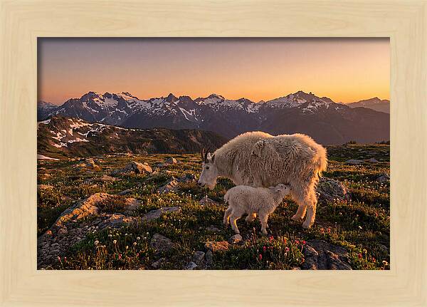 Mountain Goat And Kid At Sunset