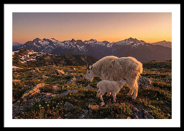 Mountain Goat And Kid At Sunset