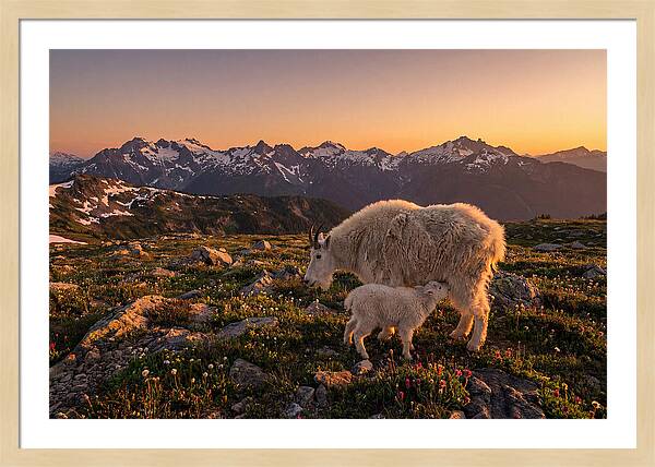 Mountain Goat And Kid At Sunset