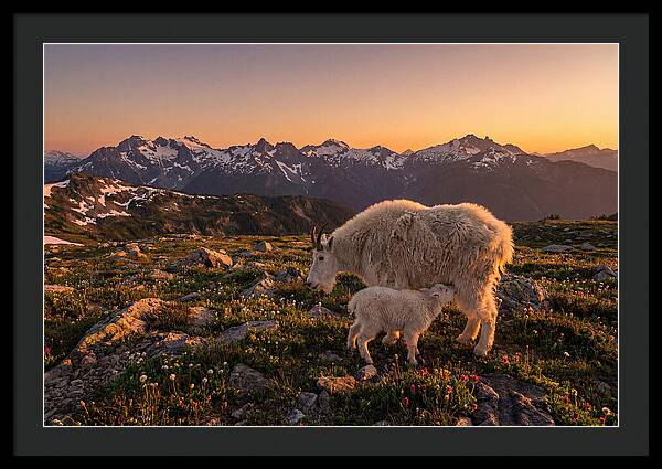 Mountain Goat And Kid At Sunset