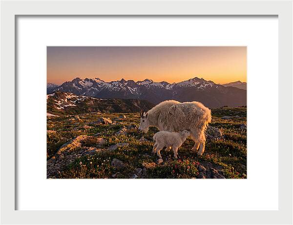 Mountain Goat And Kid At Sunset