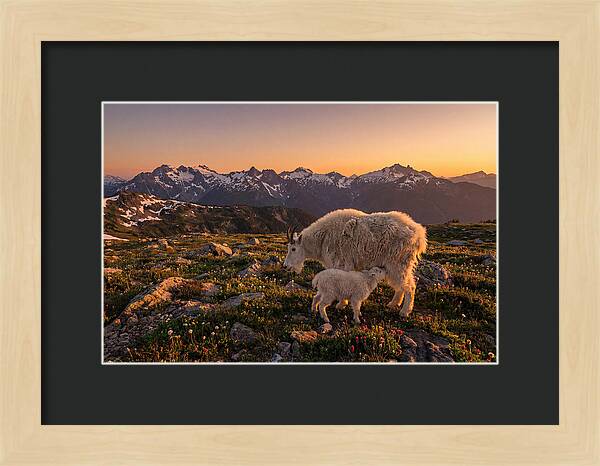 Mountain Goat And Kid At Sunset