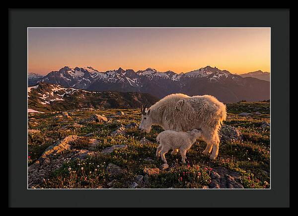 Mountain Goat And Kid At Sunset