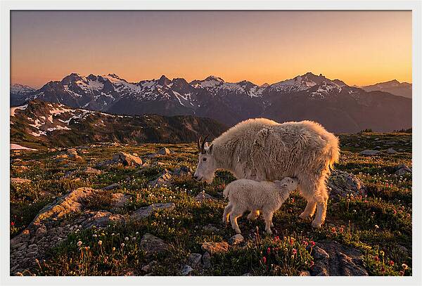 Mountain Goat And Kid At Sunset