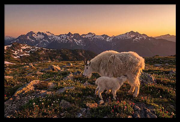 Mountain Goat And Kid At Sunset