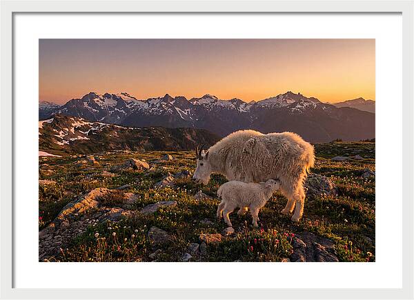 Mountain Goat And Kid At Sunset