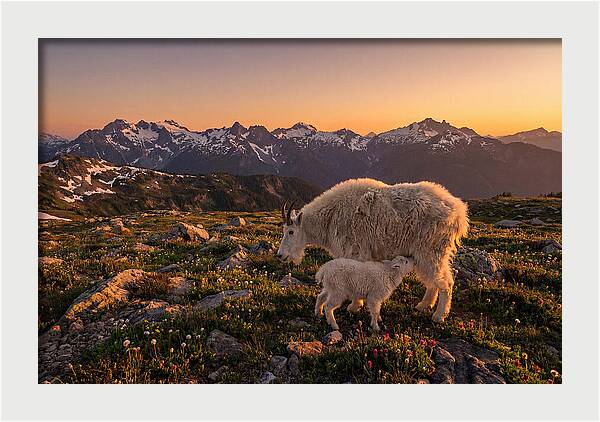 Mountain Goat And Kid At Sunset