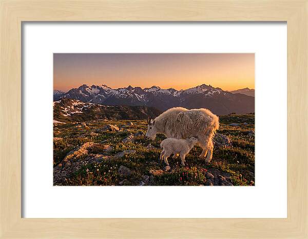 Mountain Goat And Kid At Sunset