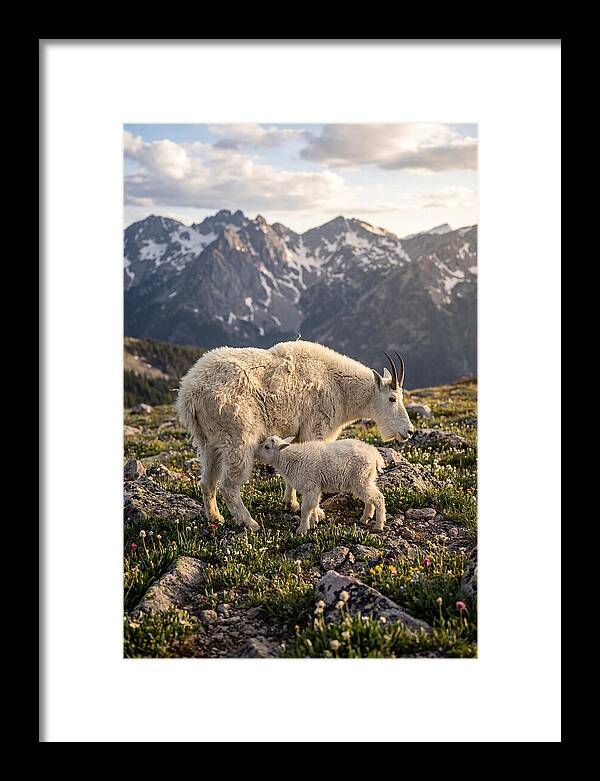 Mountain Goat And Kid In Nature