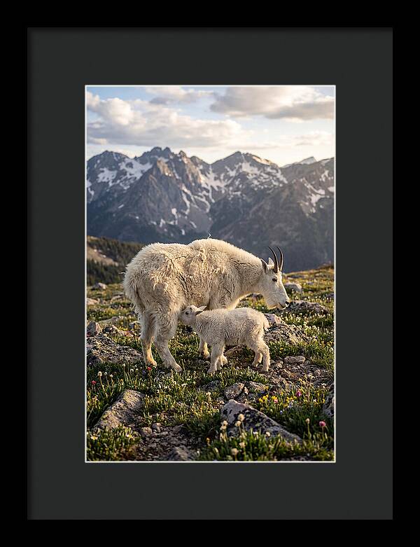 Mountain Goat And Kid In Nature