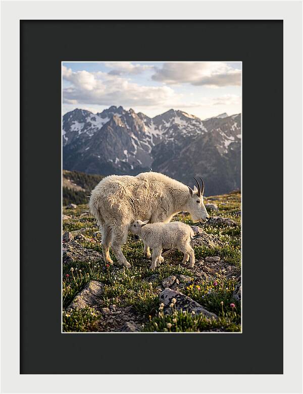 Mountain Goat And Kid In Nature