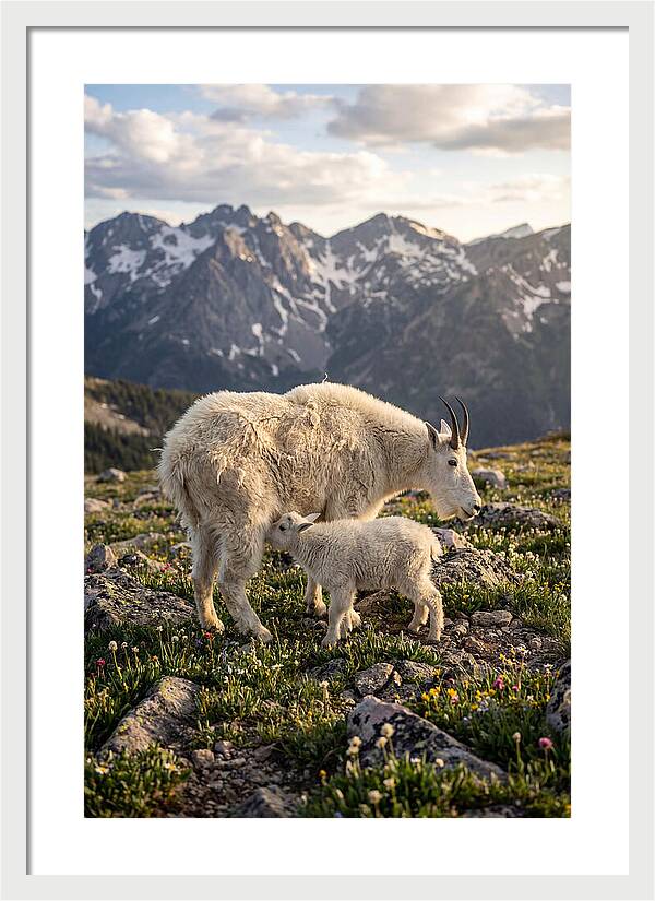 Mountain Goat And Kid In Nature