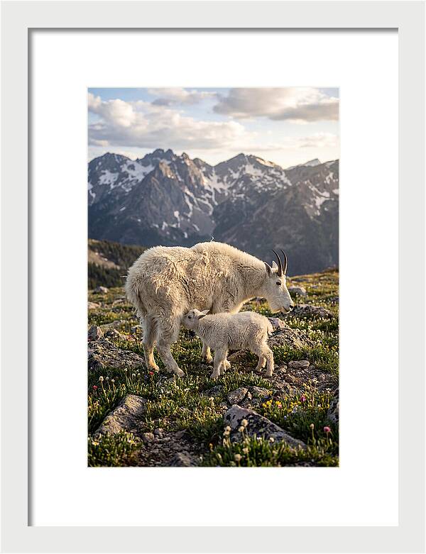 Mountain Goat And Kid In Nature