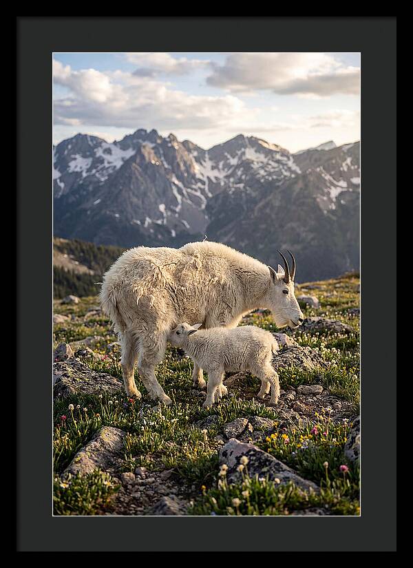 Mountain Goat And Kid In Nature