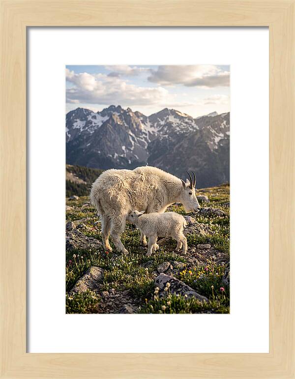 Mountain Goat And Kid In Nature