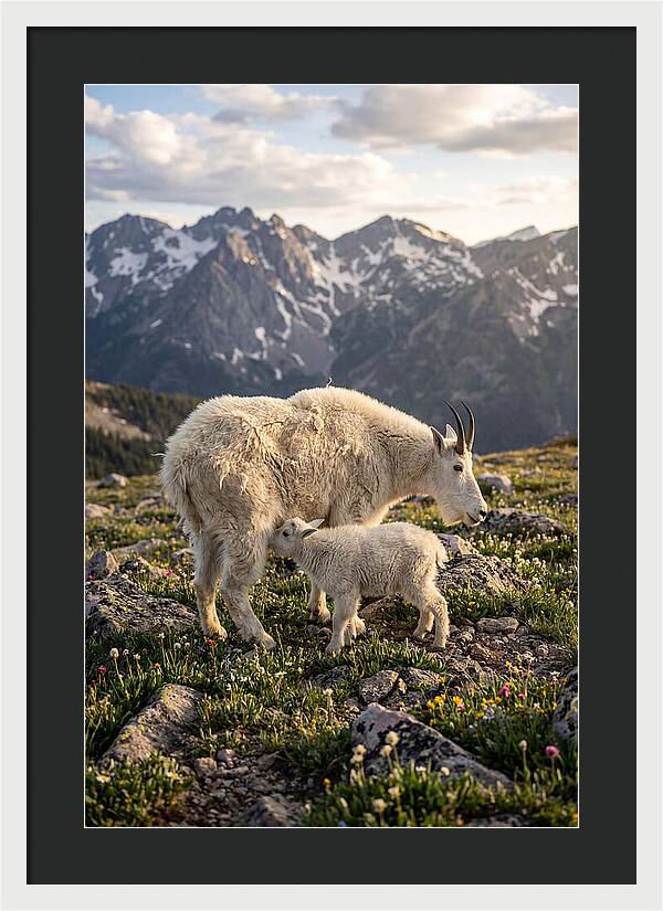 Mountain Goat And Kid In Nature